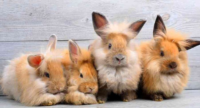 long haired bunny