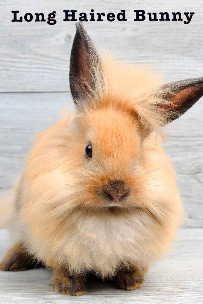 long haired bunny