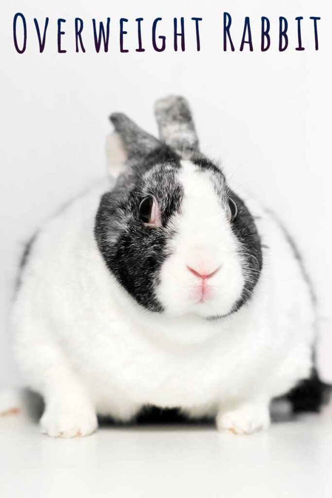 overweight rabbit