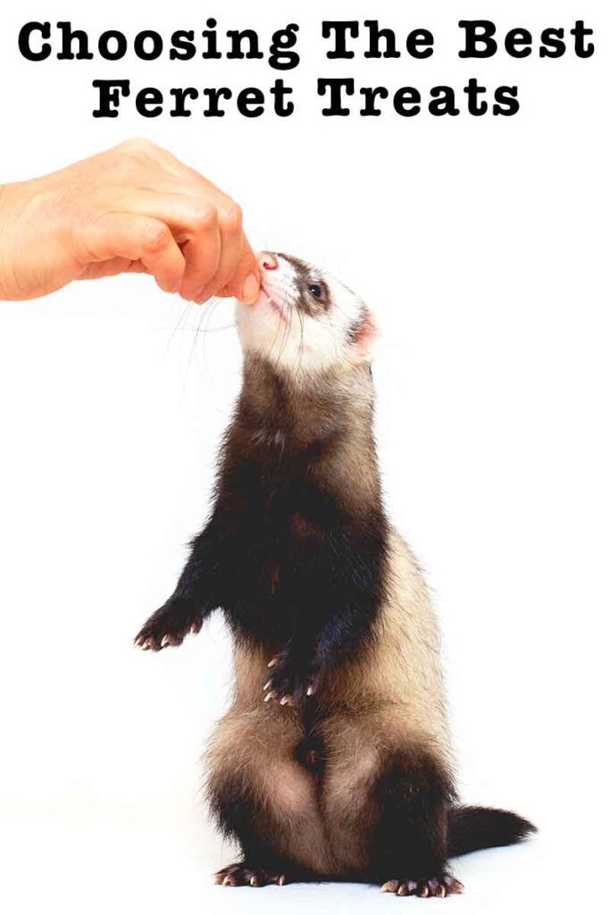 can ferrets have dog treats