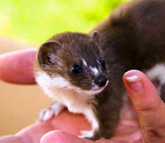 weasel pet