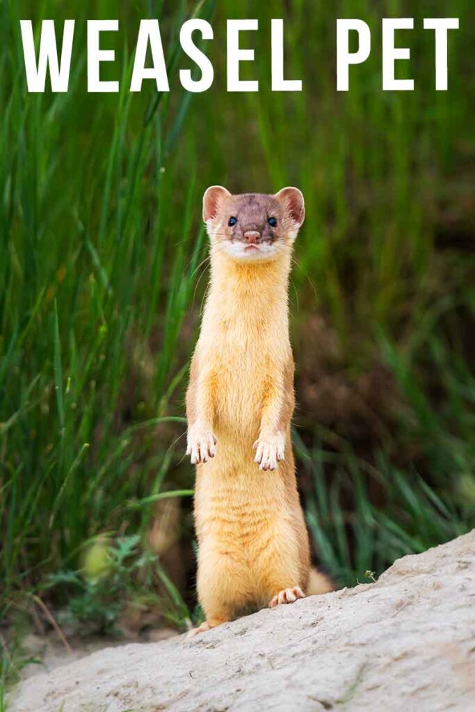 Weasel Pet Temperament, Diet And General Care Needs