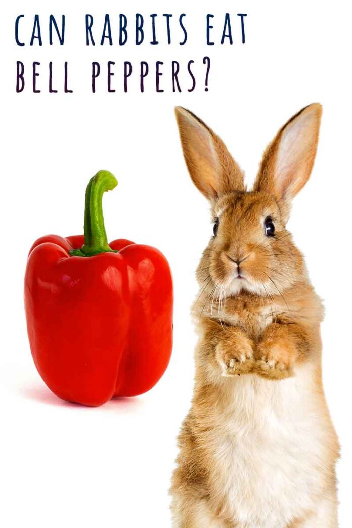 Can Rabbits Eat Bell Peppers? Benefits And Risks Of Peppers For Rabbits