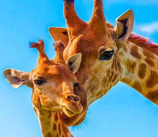 giraffe names