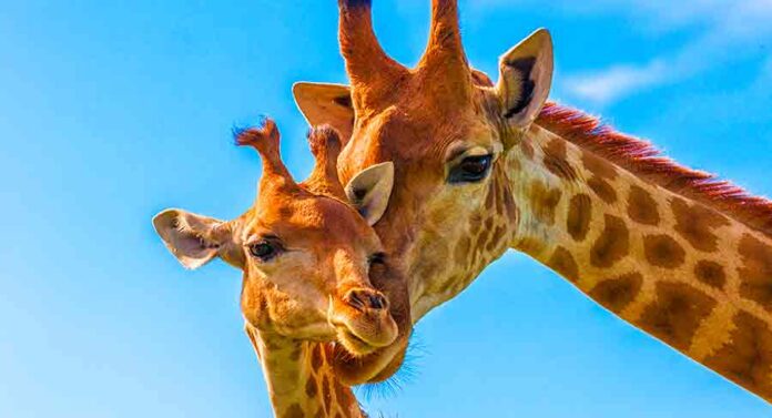 giraffe names