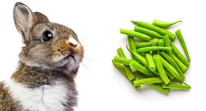 can rabbits eat green beans