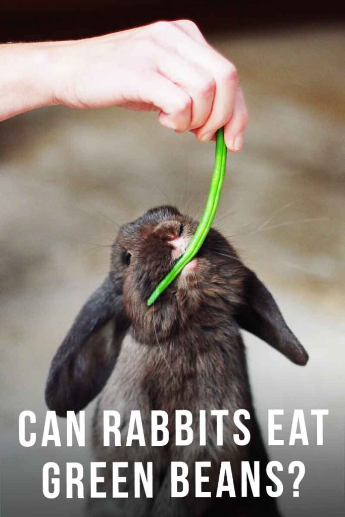 can rabbits eat green beans