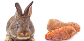 can rabbits eat sweet potato