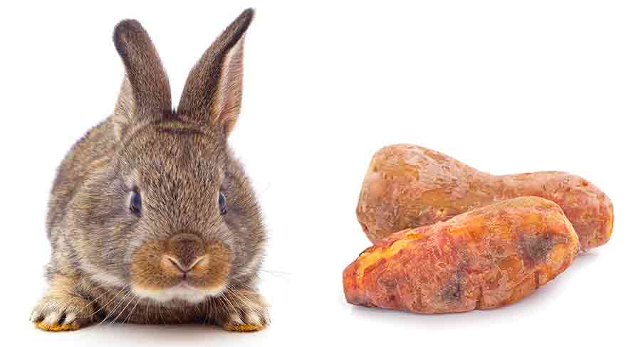 Can Rabbits Eat Sweet Potatoes 