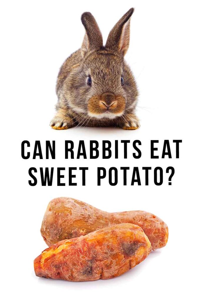 can rabbits eat sweet potato