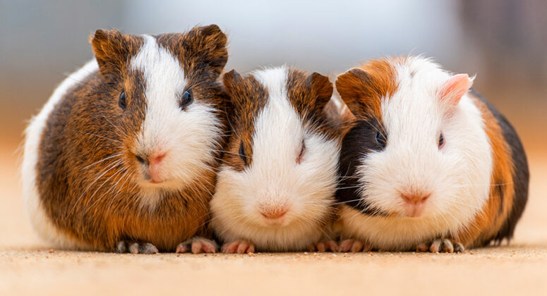 Guinea Pig Names - Over 400 Of The Best, Cute And Unique Ideas