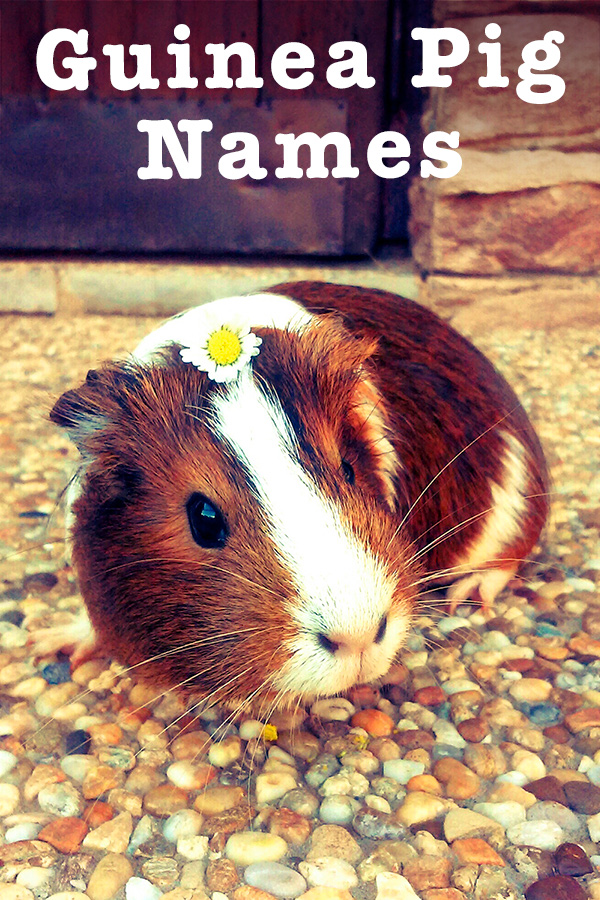 guinea pig names