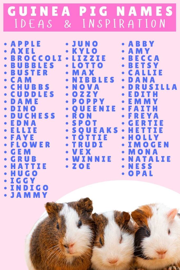 photo of a list of guinea pig names on a pink background
