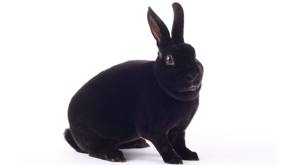 Mini Rex Rabbit Breed Information Center A Guide To The Mini Rex Bunny