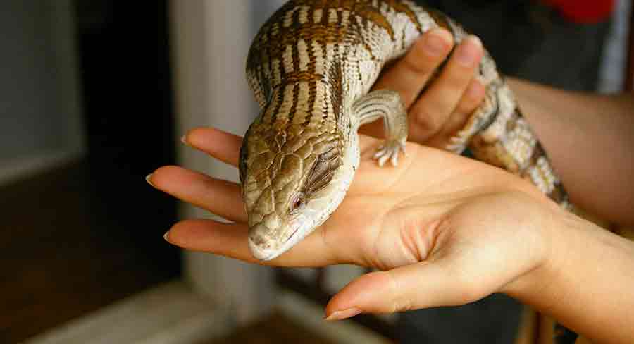 Skink pet hot sale care