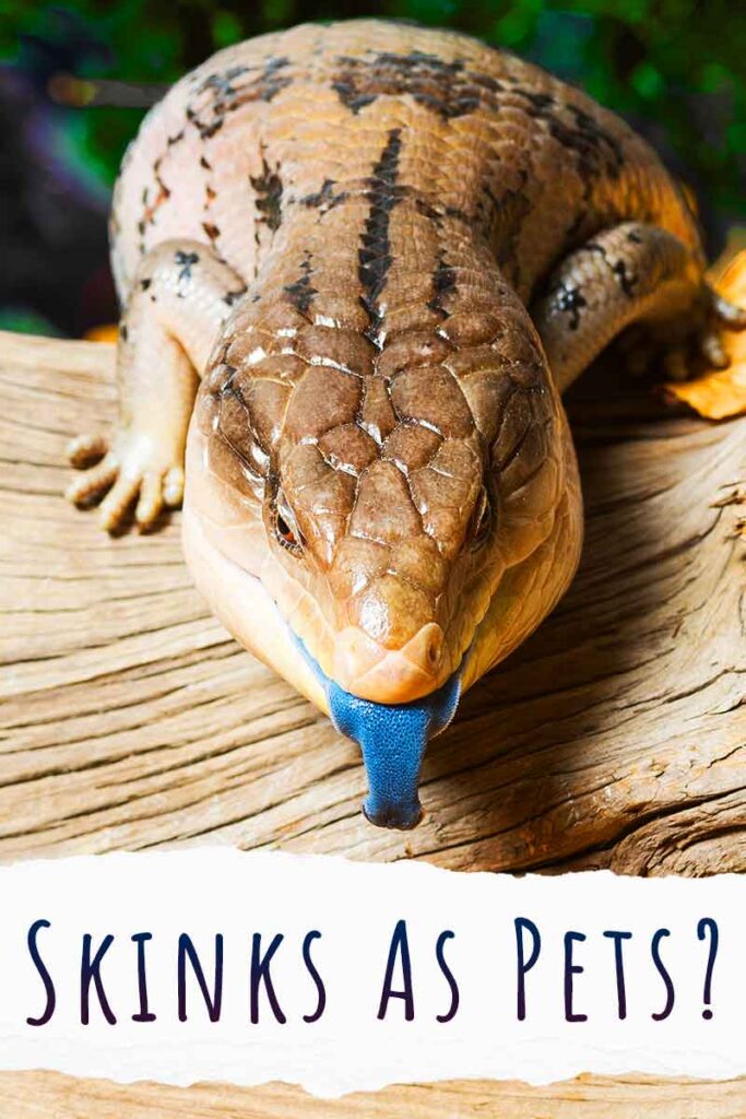 are blue tailed skinks bad for dogs