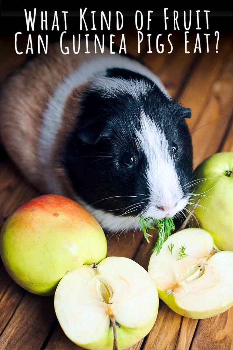 What Fruits Can Guinea Pigs Eat? A List Of Safe Fruits For Guinea Pigs