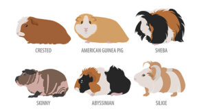 Best Guinea Pig Breed - Which Should YOU Bring Home?