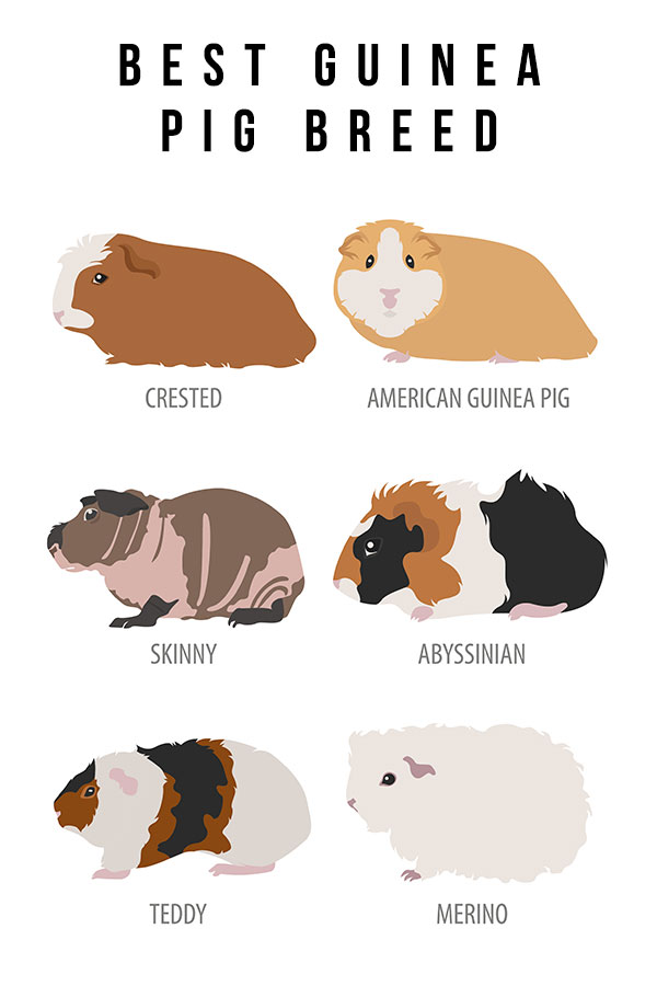 best guinea pig breed