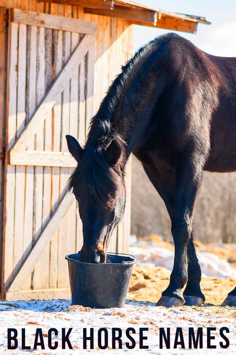 Black Horse Names 160 Cool Name Ideas For Black Horses