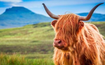 bull names