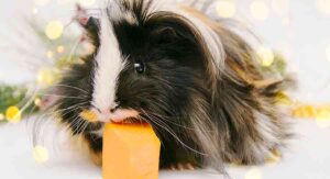 Can Guinea Pigs Eat Pumpkin, And What's The Safest Way To Serve It?