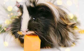 can guinea pigs eat pumpkin
