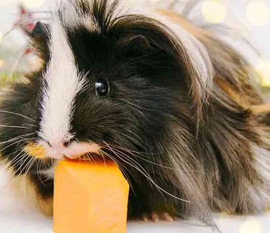 can guinea pigs eat pumpkin