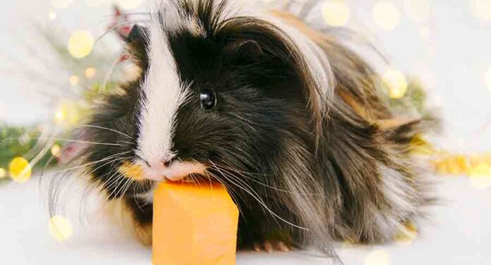 can guinea pigs eat pumpkin