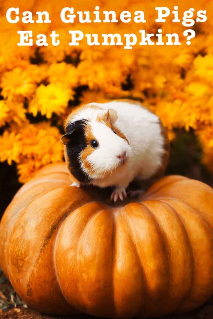 Can guinea pigs shop eat raw pumpkin