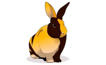 harlequin rabbit