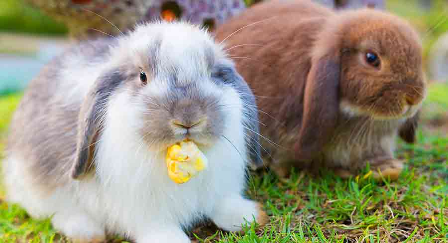 Holland Lop Color Chart