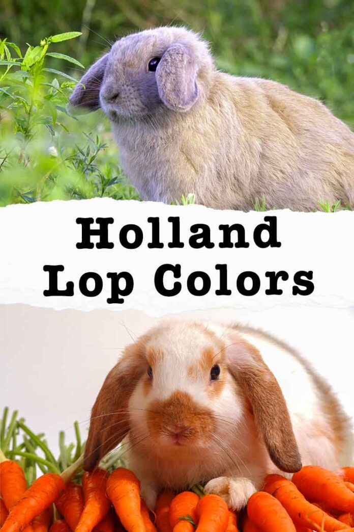 Holland Lop Color Chart