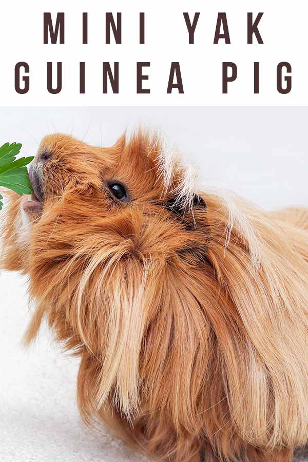 mini yak guinea pig
