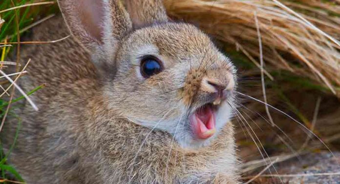 grito de conejo