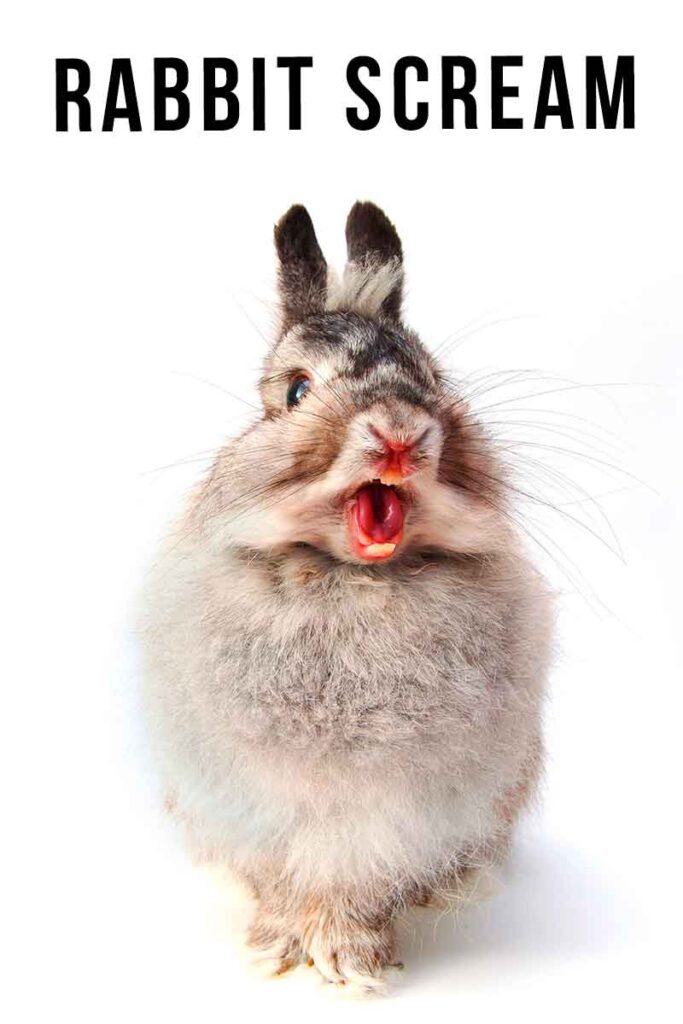 Rabbit scream