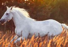 white horse names