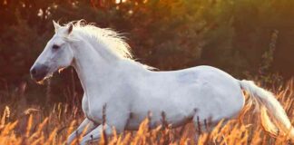 white horse names