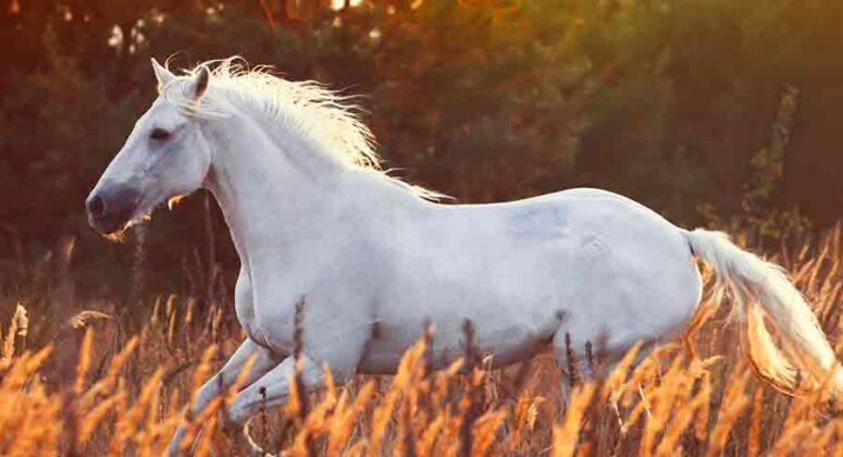 What Does A White Horse Mean Spiritually