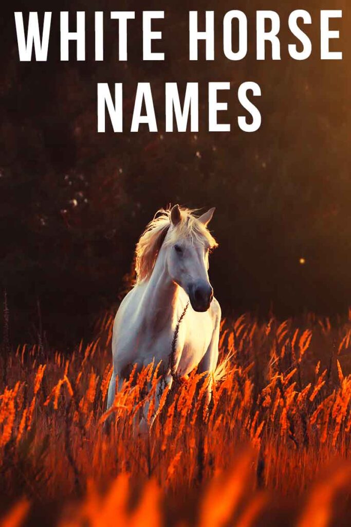 white horse names