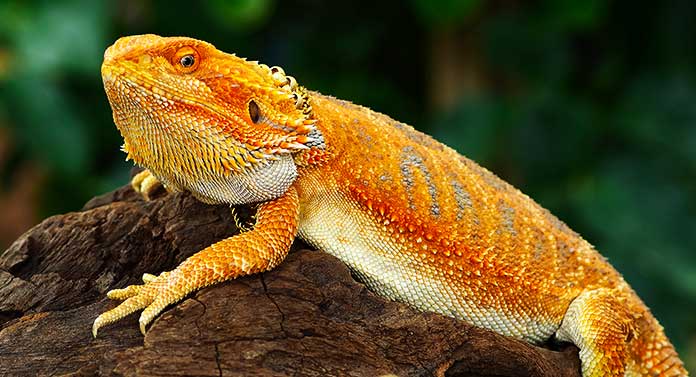 normal bearded dragon