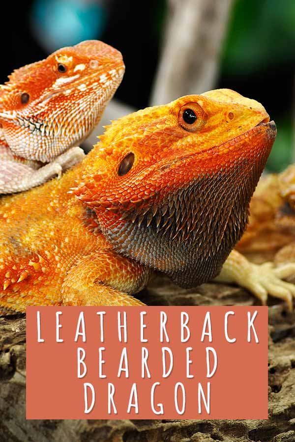 leatherback bearded dragon vs normal