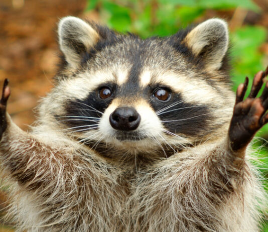 raccoon names