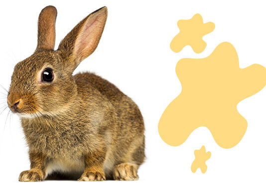 why do rabbits spray urine
