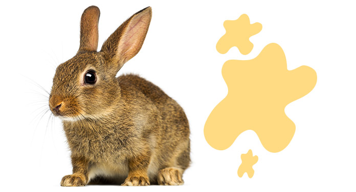 why do rabbits spray urine