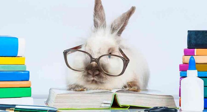 are rabbits smart
