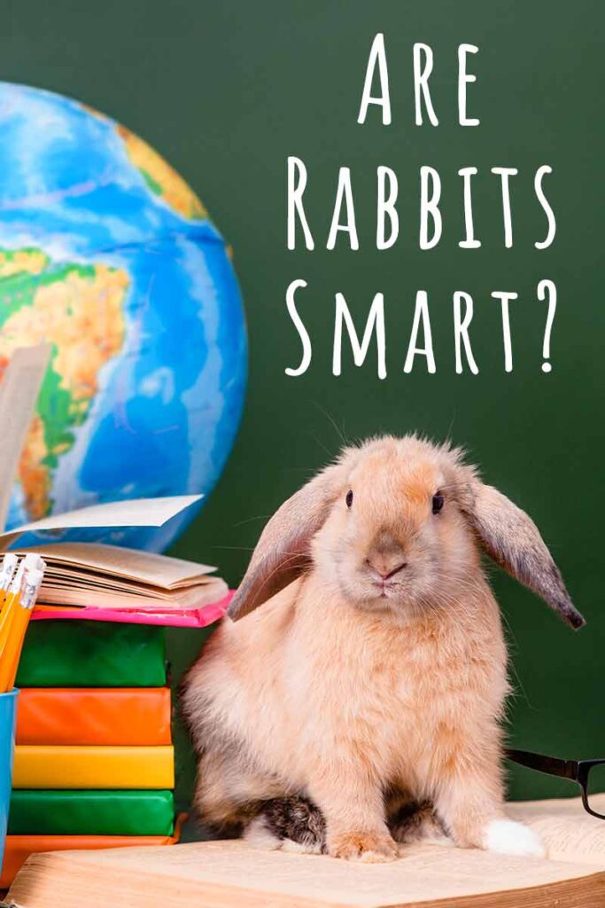 are rabbits smart like dogs