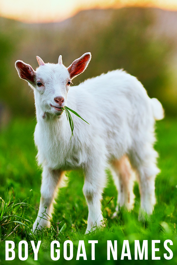 Boy Goat Names - 200 Ideas For Your New Male Goat