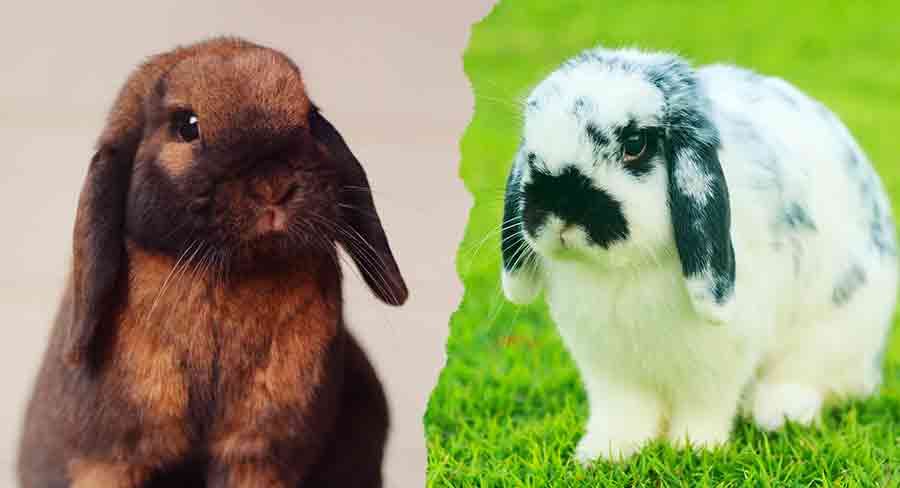 mini lop rabbits fully grown