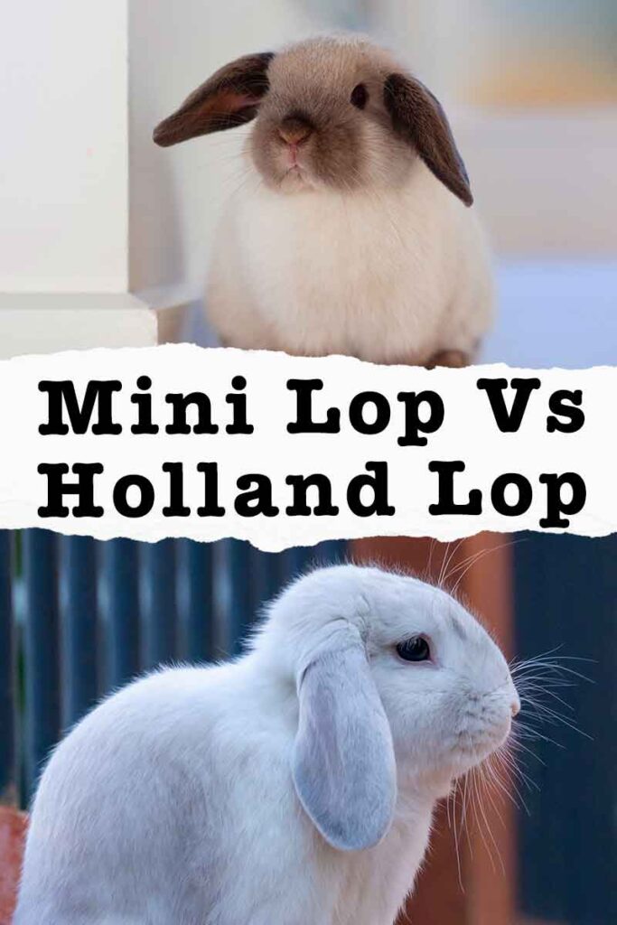 mini lop vs holland lop